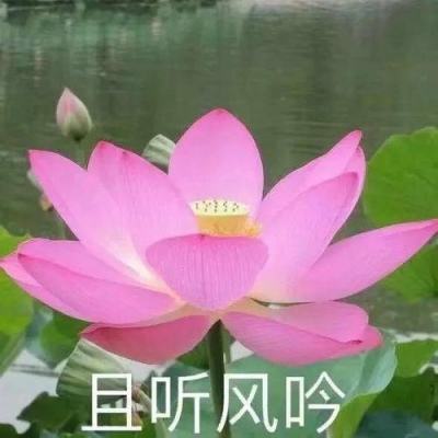 足球经理2024国际版下载